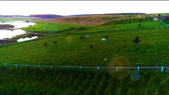 Horses In A Ranch