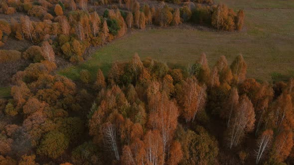 Autumn fantasy yellow forest in Ural