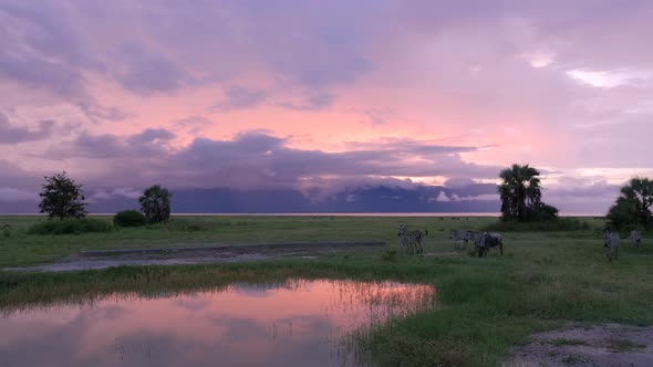 Zebras drinking at nightfall in the pool in Serengeti National Park Tanzania