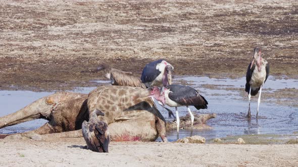 Group Of Hungry Marabou Storks and White-backed Vultures Feeding On A Dead Giraffe In Botswana, Sout