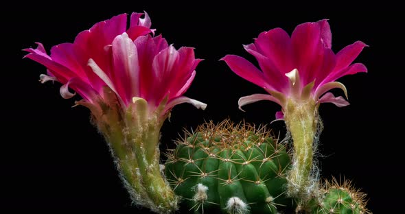 Pink Flowers Timelapse of Blooming Lobivia Cactus Opening