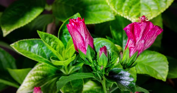 Time lapse of a blooming hibiscus flower.