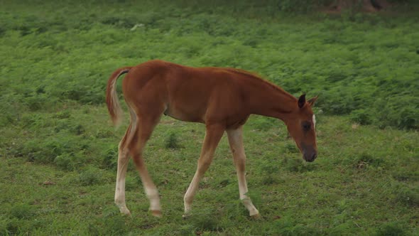 An adorable young colt walks in a field.