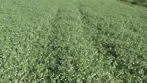 Organic peas in the agricultural field before harvest 4K aerial footage