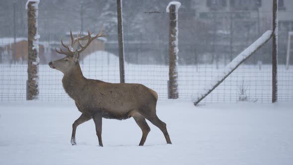 Male and female deer walking in the snow