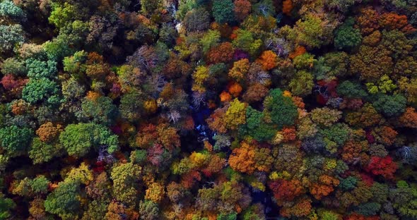 Drone View Of Autumn forest Colors 4k