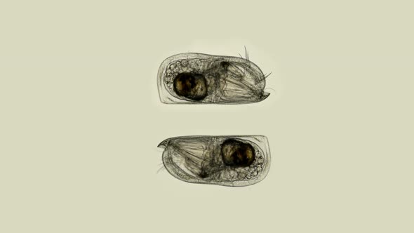 Ostracode Halocyprida Under the Microscope, Phylum: Arthropoda, Subclass: Myodocopa
