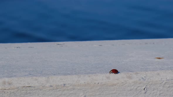 Ladybug Walking on White Wood