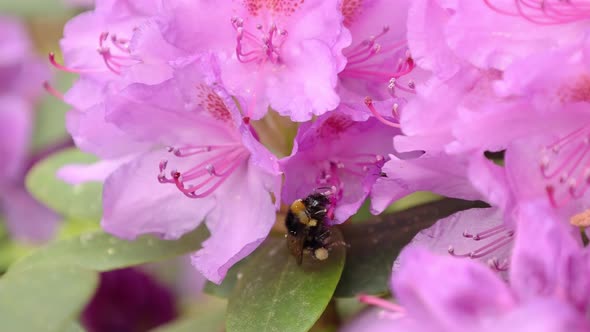 Bumblebee Collects Nectar on Pink Flowers in Summer