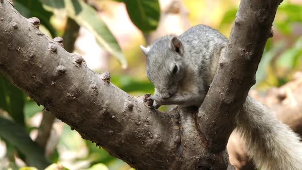 Grey Cute Squirrel Cleaning Itself On a Tree Summer