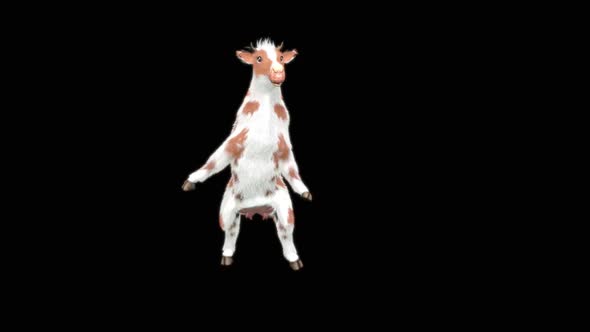 Cow Dance HD