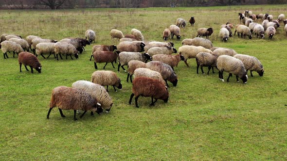 Close up video of sheep flock walking in sunny summer day. Feeding on a pasture.