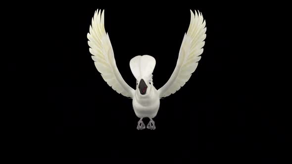 Umbrella Cockatoo - White Parrot - Flying Loop - Front View CU - Alpha Channel