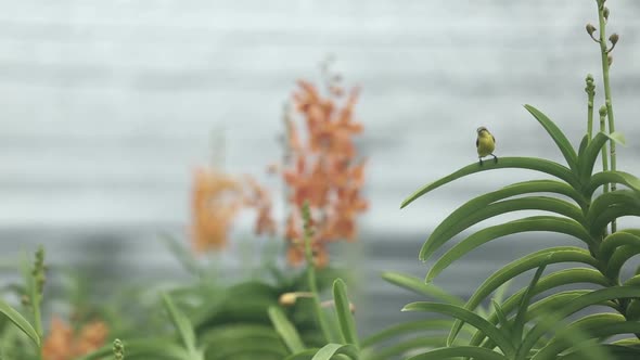 Footage of Focus Shifting Between Little Bird and Beautiful Orchid