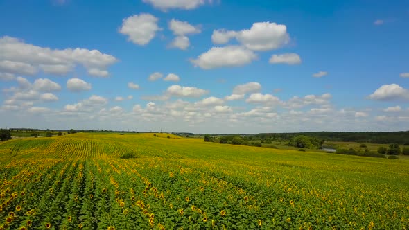 Beautiful Sunflower Field