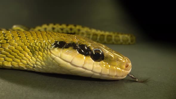 Thin-tailed Green Snake Crawling at Black Background