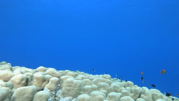 Reef Coral Garden