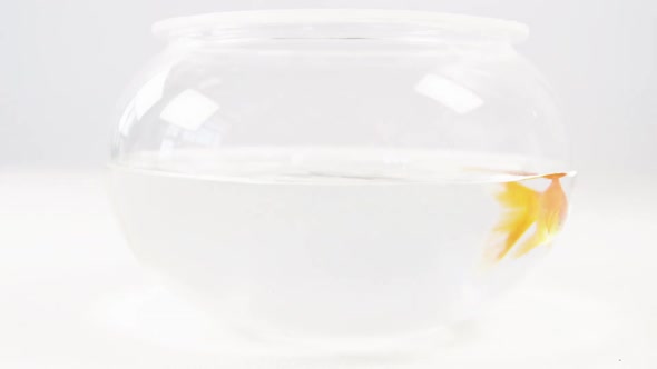 Goldfish swimming in fish tank