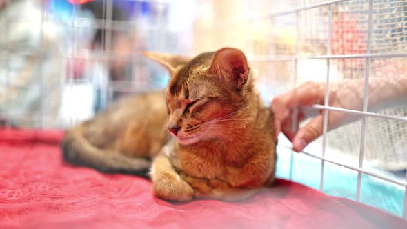 Cute abyssinian cat in a cage at cat exhibition. Love for animals