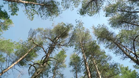 View of Pine Tree Tops with Clear Blue Sky on Sunny Day in Smiltyne