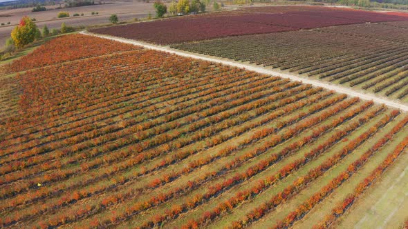 Aerial Footage of Agriculture in Berry Fields. Blueberry Plantation. Top View