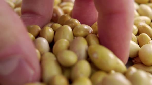 Raw Canary (peruvian) yellow beans fall from hand. Dry peruano legumes. Macro