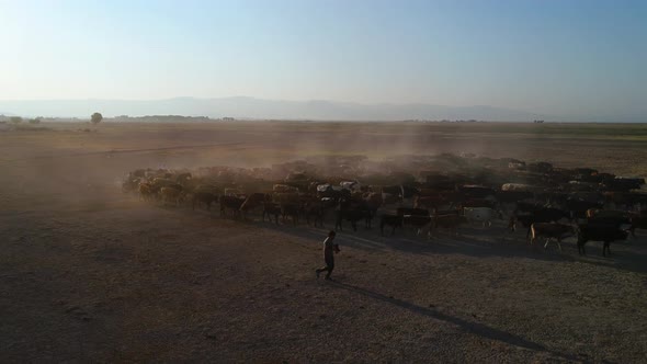 Photographer In The Pasture