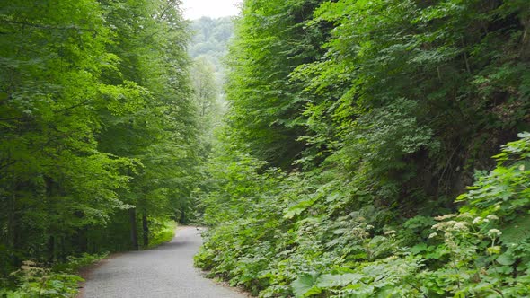 Asphalt road among tight trees.