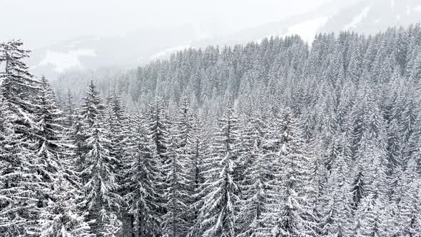 Beautiful Fir Forest Trees View in Motion From Ski Lift