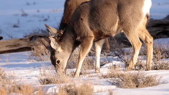 A herd of deer grazing in the Rocky Mountain National Park