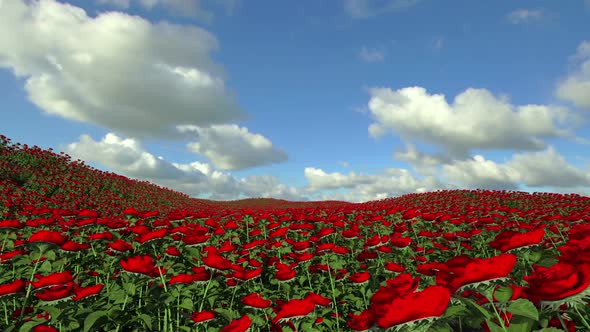 Field Of Red Roses With Clouds