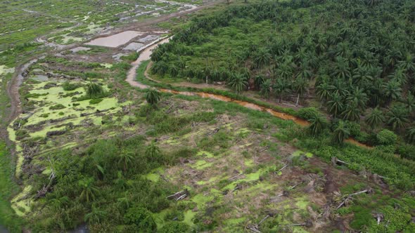 Land clear oil palm plantation