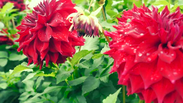 Big red dahlias in a natural environment