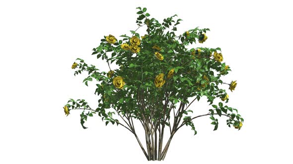 Yellow Rose Bush alt