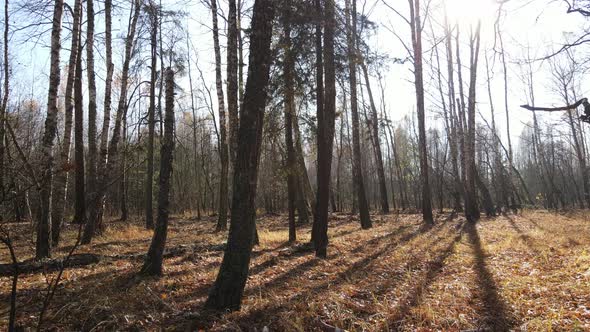 Forest with Trees in an Autumn Day