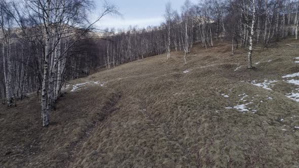 Moving Forward in Bare Fall Woods Birch Forest and Snowy Mountain in Autumn or Winter Day