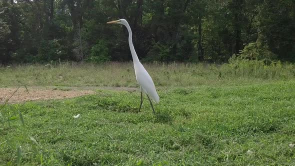 White Heron Bird in Pennsylvania