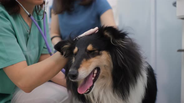 Close Up of Vet Examining Collie with Stethoscope