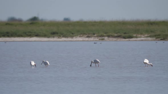 Group of spoonbills searching for food 