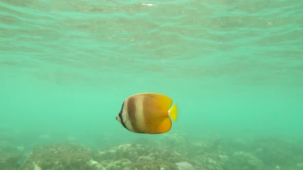 Snorkeling Around the Coral Reefs with Tropical Fishes