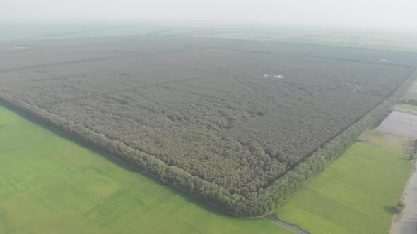 Aerial view of Tra Su forest tourist park Chau Doc among rice fields in the Mekong River Delta regio