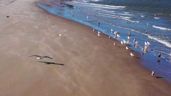 a low which tilts up as flock of seagulls sunbathing on a quiet beach. The camera then reveals the s