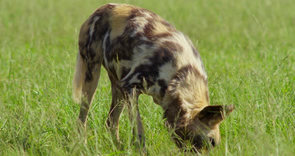 African Wild Dog Feeding on Meat