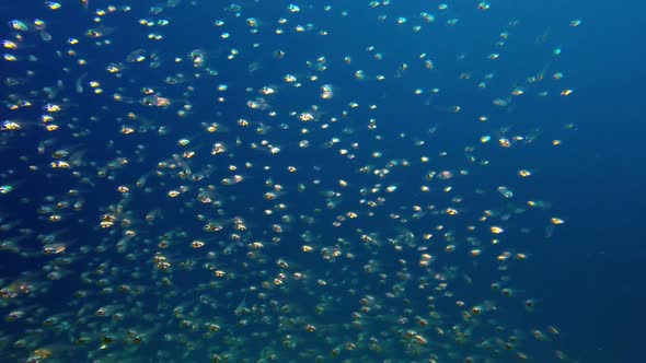 Underwater Glassfish with Blue Water Background