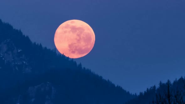Red Full Moon is Setting Down over Forest Mountains in Blue Winter Evening Nature