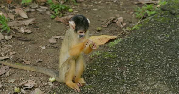 Squirrel Monkey 