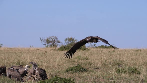 980420 African White Backed Vulture, gyps africanus, Ruppell’s Vulture, gyps rueppelli, Lappet-faced