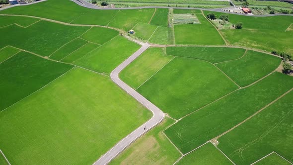 Drone fly over the rice field