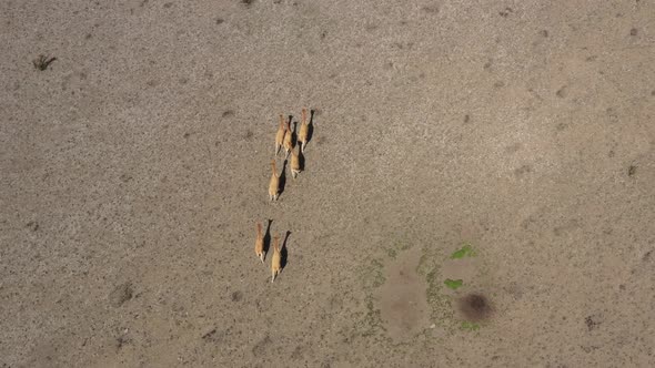 Bird eye view of a small group of lamas of vicunas moving towards the animals 