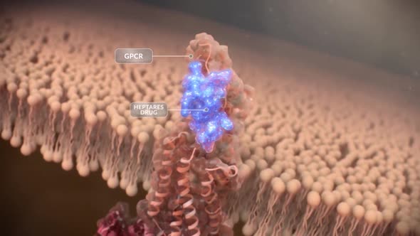 Modulation of cellular signaling by herpesvirus-encoded G protein-coupled recept